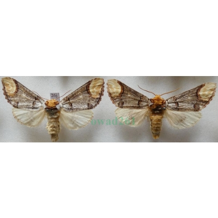 Phalera bucephala (Linnaeus, 1758) pair Narożnica zbrojówka Czech26j